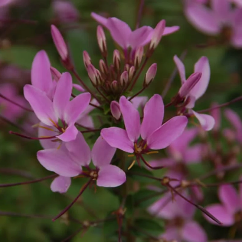 Cleome 'Senorita Rosalita' – Cléome 'Senorita Rosalita'