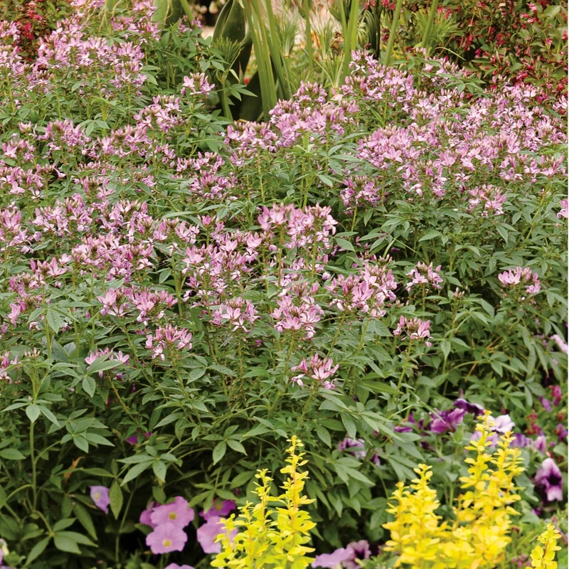 Cleome 'Senorita Rosalita' – Cléome 'Senorita Rosalita'