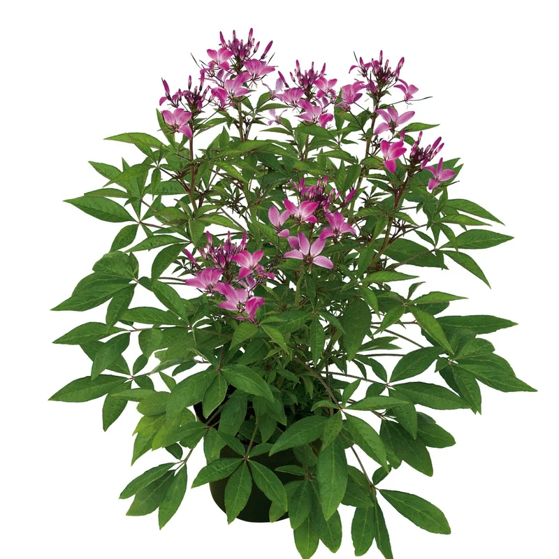 Cleome 'Senorita Rosalita' – Cléome 'Senorita Rosalita'