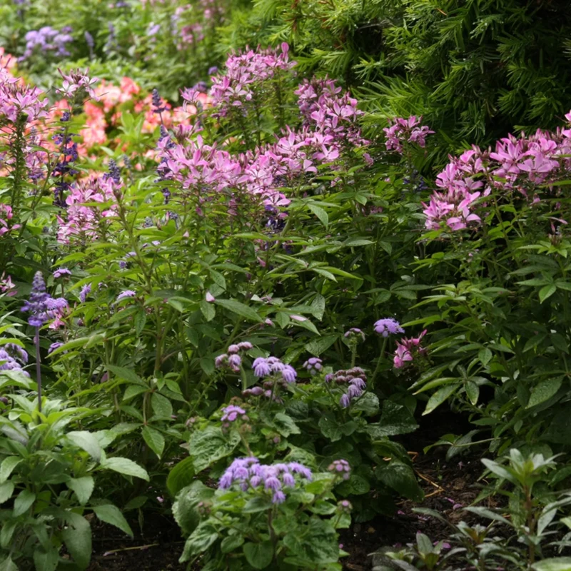 Cleome 'Senorita Rosalita' – Cléome 'Senorita Rosalita'