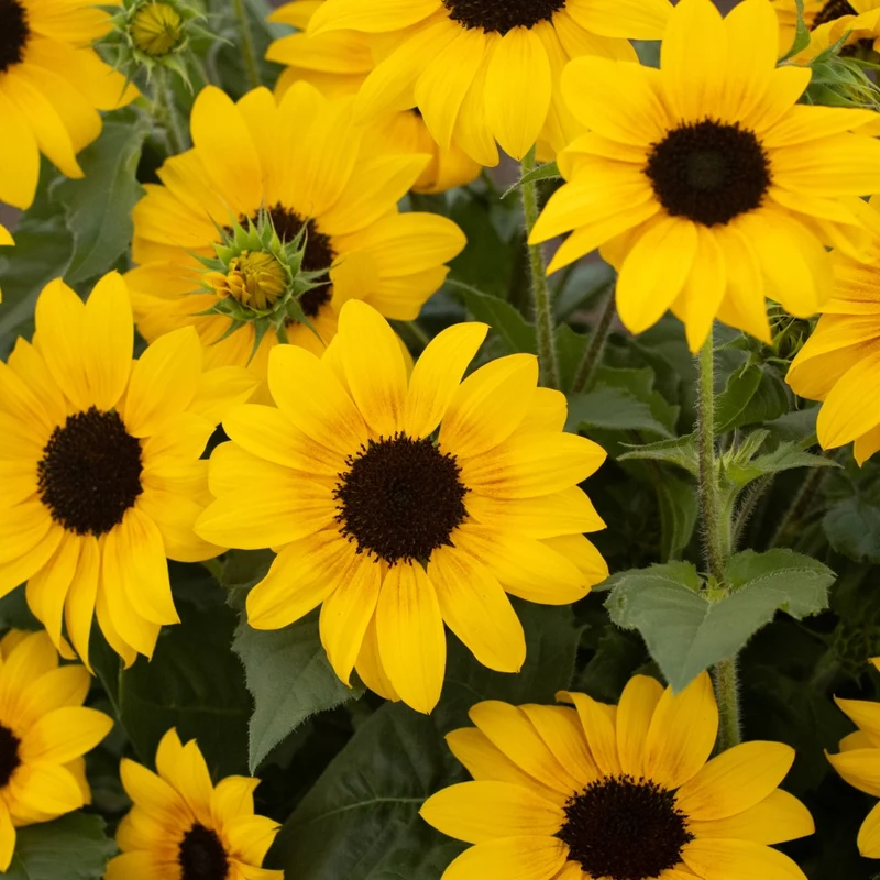 Helianthus Suncredible® Yellow - Tournesol Suncredible® Yellow