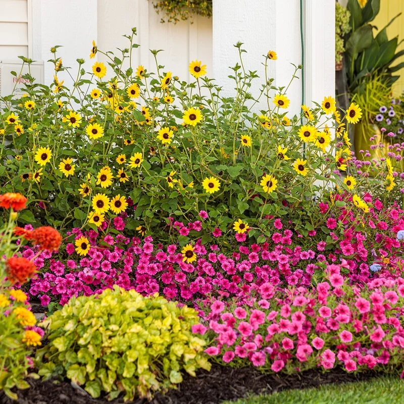 Helianthus Suncredible® Yellow - Tournesol Suncredible® Yellow