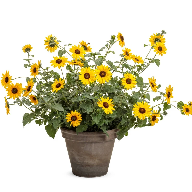 Helianthus Suncredible® Yellow - Tournesol Suncredible® Yellow