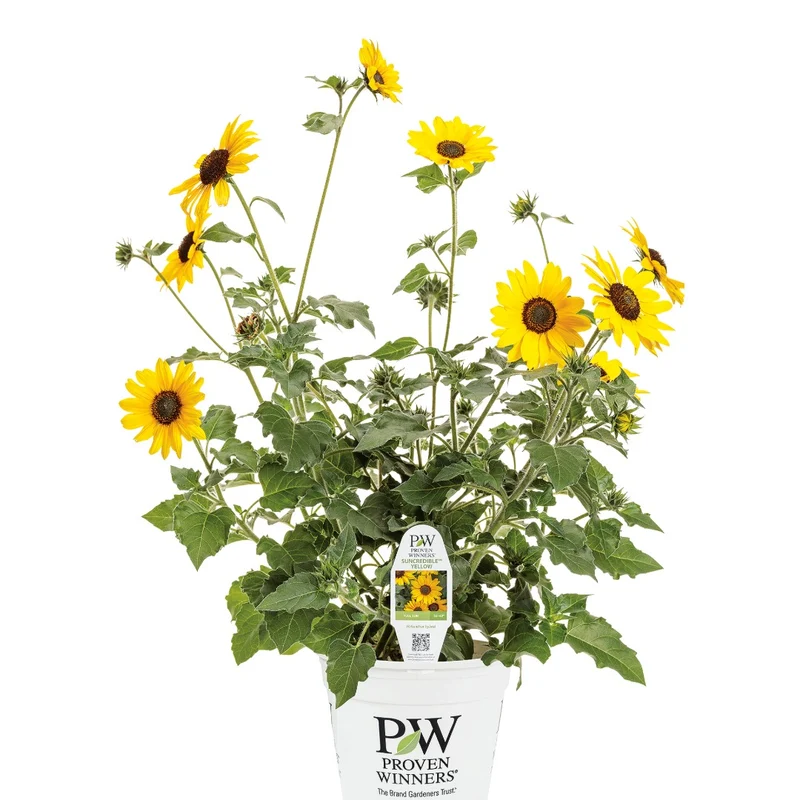 Helianthus Suncredible® Yellow - Tournesol Suncredible® Yellow