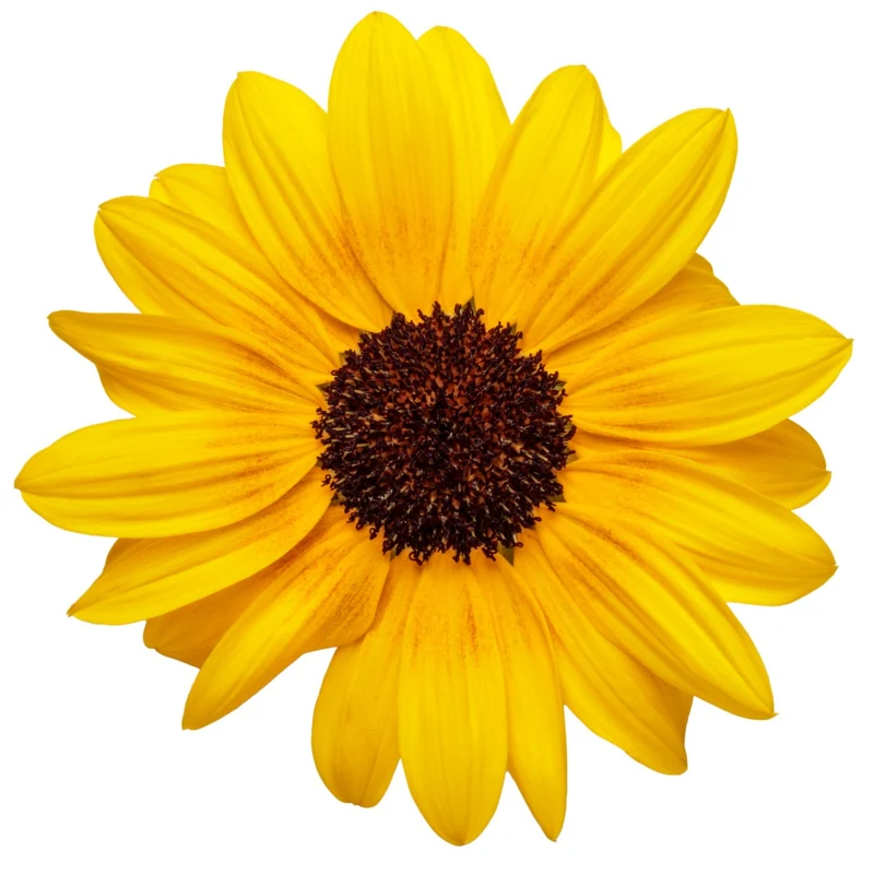 Helianthus Suncredible® Yellow - Tournesol Suncredible® Yellow