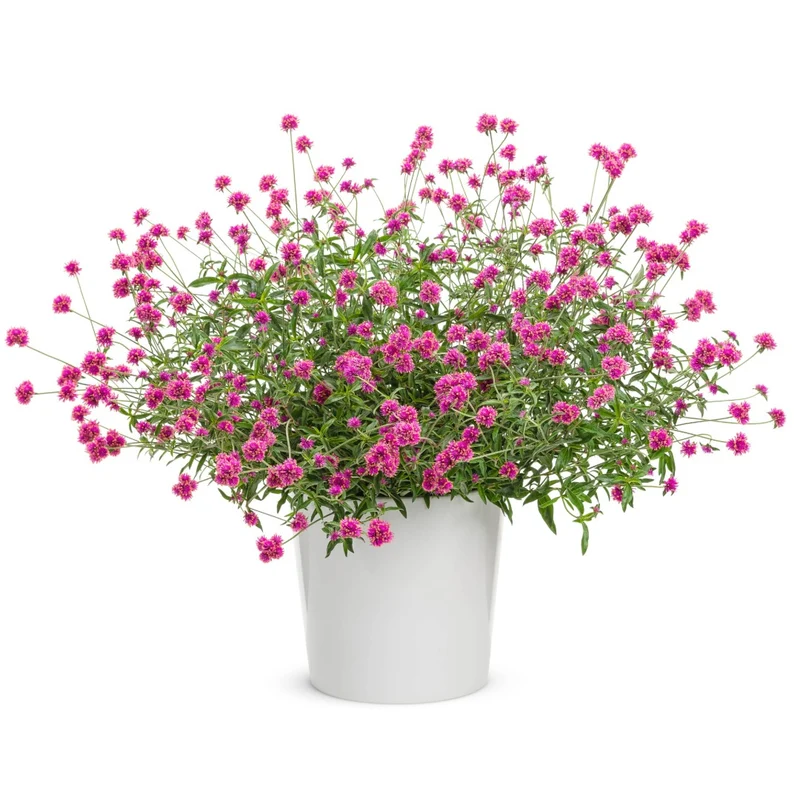 Gomphrena pulchella Truffula™ Pink - Gomphréna (Amarantine globuleuse)