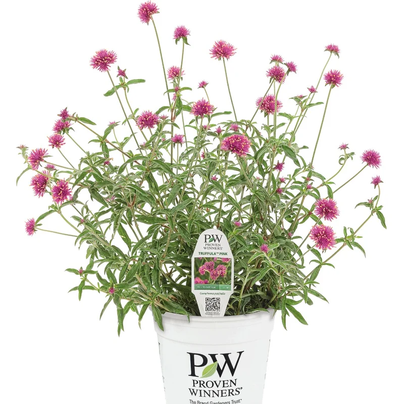 Gomphrena pulchella Truffula™ Pink - Gomphréna (Amarantine globuleuse)