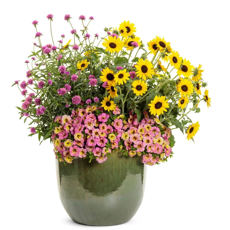 Gomphrena pulchella Truffula™ Pink - Gomphréna (Amarantine globuleuse)