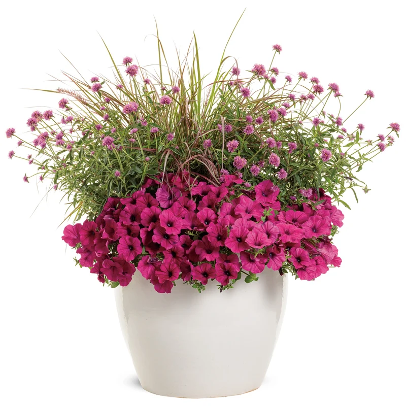 Gomphrena pulchella Truffula™ Pink - Gomphréna (Amarantine globuleuse)