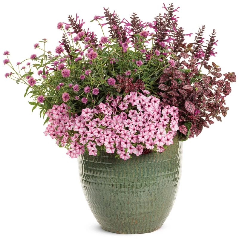 Gomphrena pulchella Truffula™ Pink - Gomphréna (Amarantine globuleuse)
