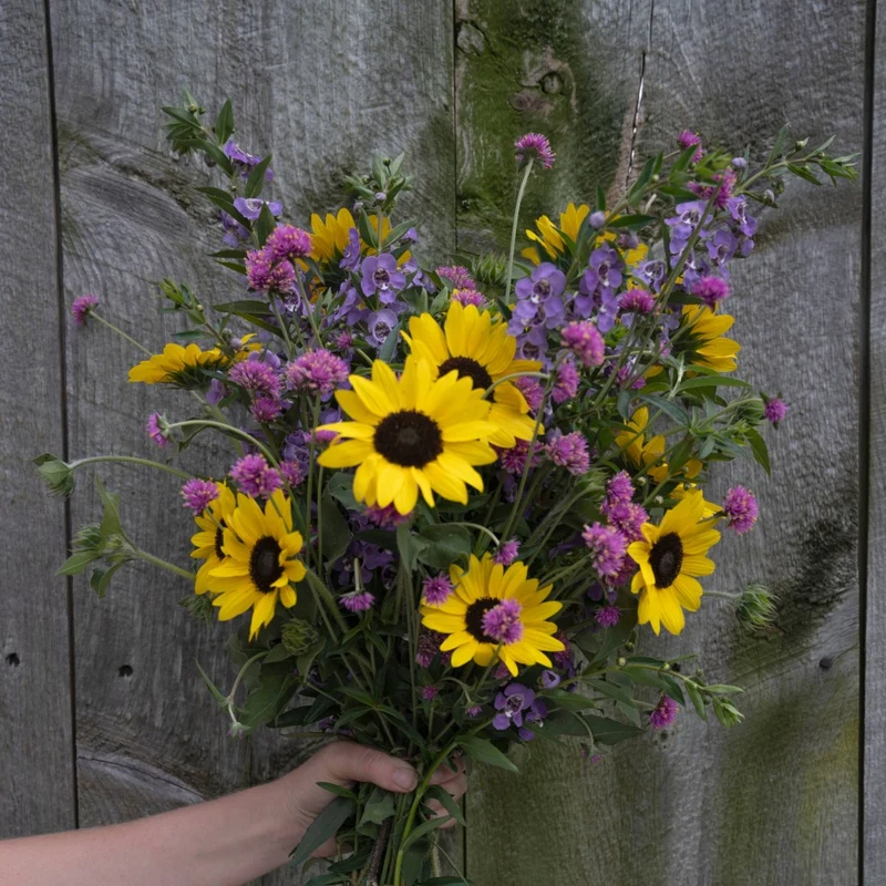 Gomphrena pulchella Truffula™ Pink - Gomphréna (Amarantine globuleuse)