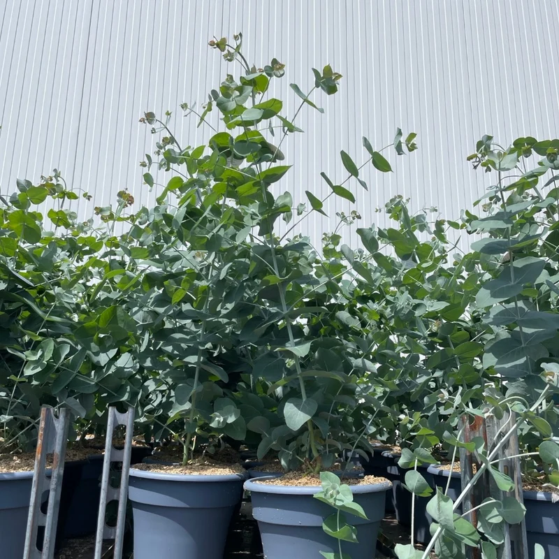 Eucalyptus gunnii 'Glacier' - Gommier 'Glacier'