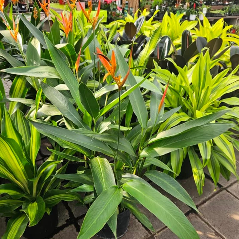 Heliconia spp. - Héliconia (Faux oiseau de paradis)