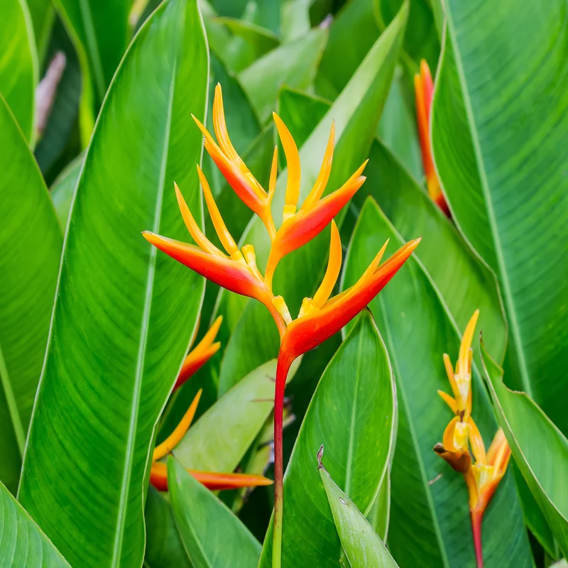 Heliconia spp. - Héliconia (Faux oiseau de paradis)