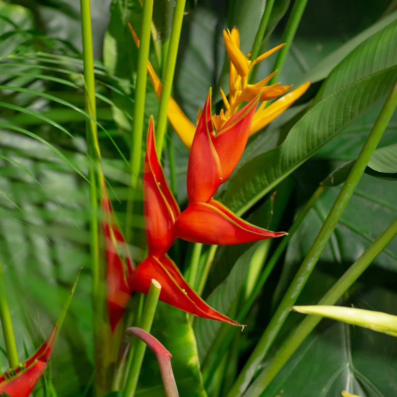 Heliconia spp. - Héliconia (Faux oiseau de paradis)