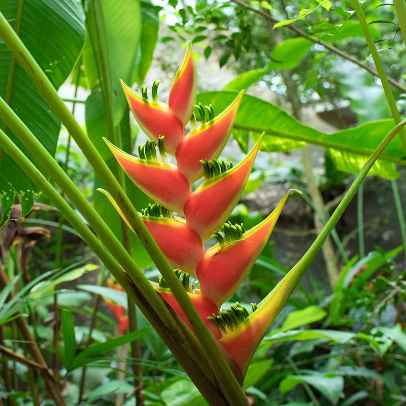 Heliconia spp. - Héliconia (Faux oiseau de paradis)