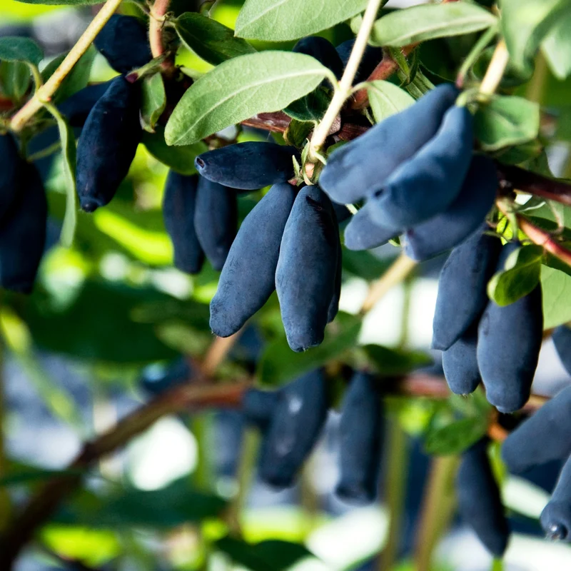 Camerisier 'Blue Banana' - Lonicera caerulea 'Blue Banana'