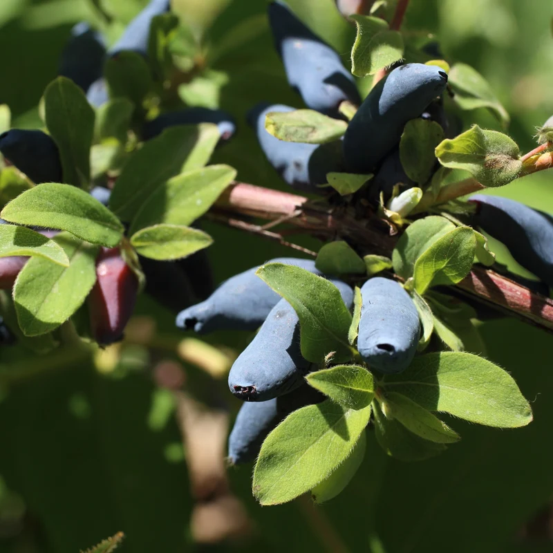 Camerisier 'Aurora' - Lonicera caerulea 'Aurora'