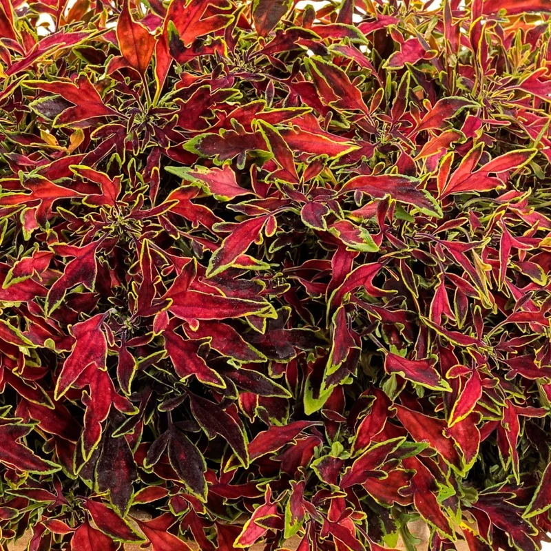 Coleus Colorblaze® Mini Me™ Watermelon