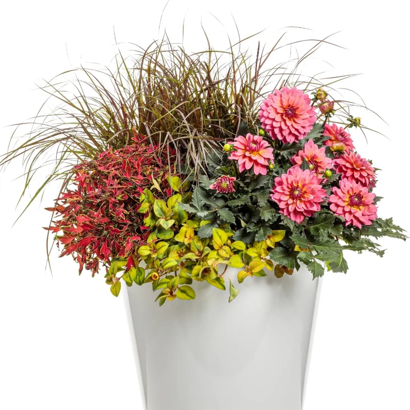 Coleus Colorblaze® Mini Me™ Watermelon