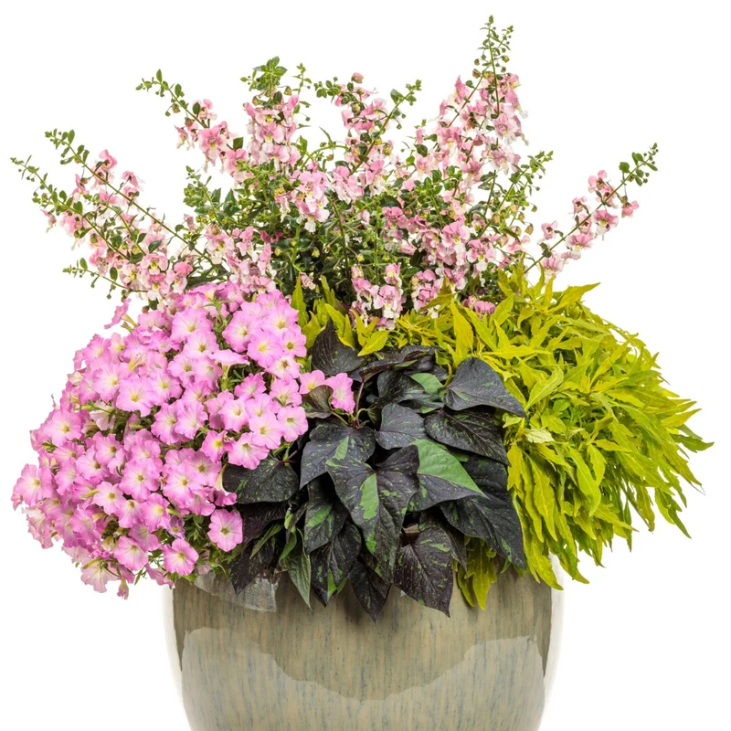 Coleus Colorblaze® Mini Me™ Chartreuse