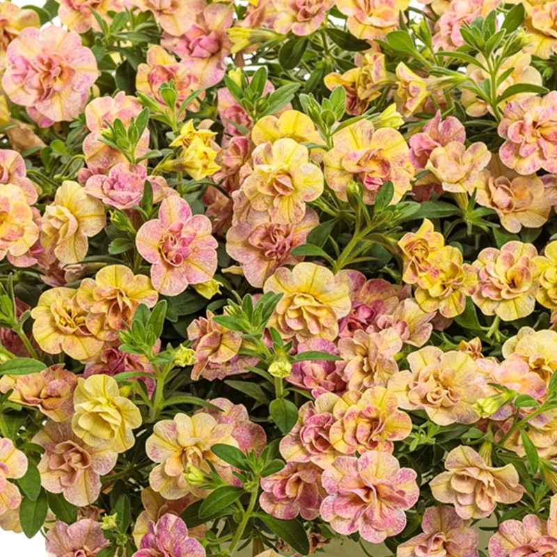 Calibrachoa Superbells® Double Grapefruit™