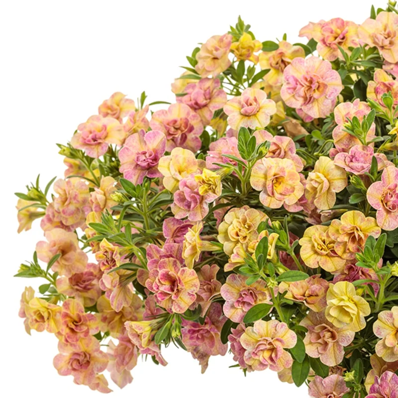 Calibrachoa Superbells® Double Grapefruit™