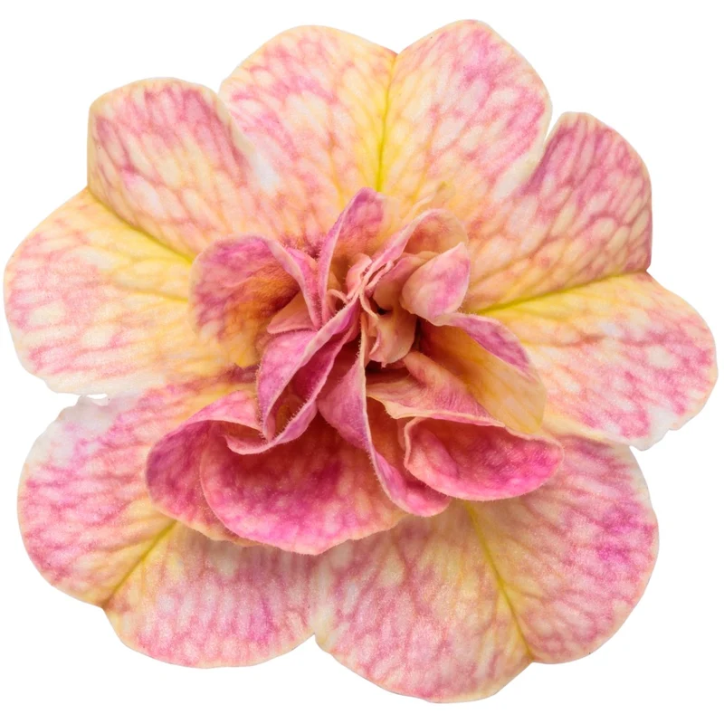 Calibrachoa Superbells® Double Grapefruit™