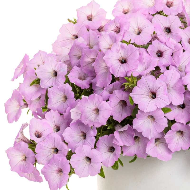 Petunia Supertunia Vista® Cool Jazz™