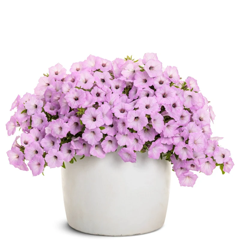 Petunia Supertunia Vista® Cool Jazz™