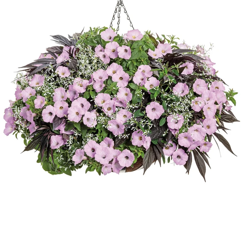 Petunia Supertunia Vista® Cool Jazz™