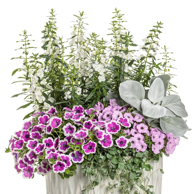 Petunia Supertunia Vista® Cool Jazz™