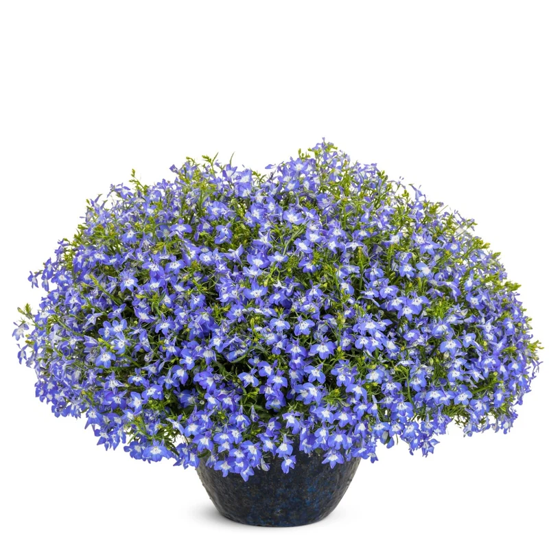 Lobelia LAGUNA® Royale Blue Pearl – Lobélie 'Royale Blue Pearl'