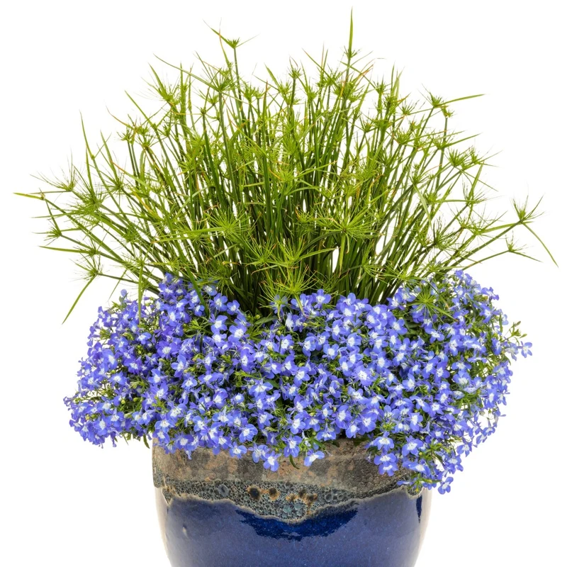 Lobelia LAGUNA® Royale Blue Pearl – Lobélie 'Royale Blue Pearl'