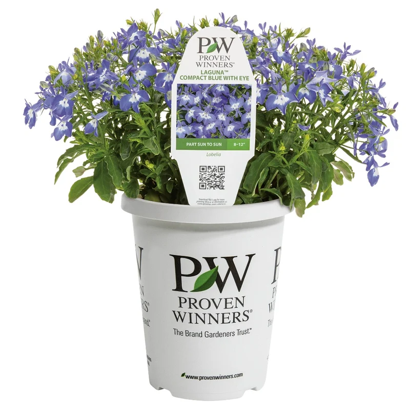Lobelia LAGUNA® Royale Blue Pearl – Lobélie 'Royale Blue Pearl'