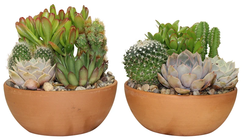 Jardin de cactus et succulentes en pot de grès