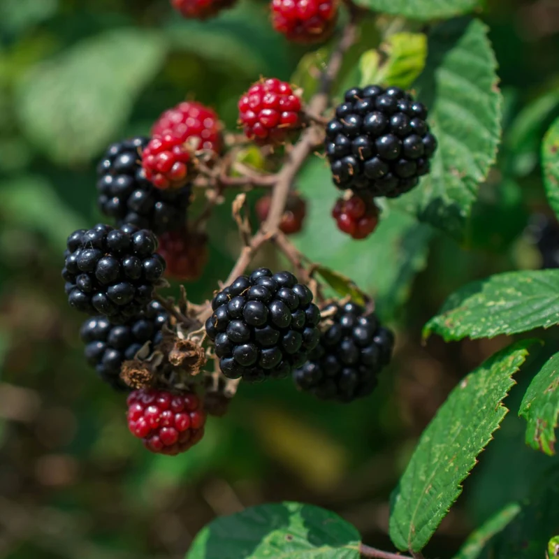 Mûrier 'Hardy Black' - Rubus fruticosus 'Hardy Black'
