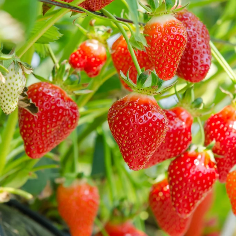 Fraisier Charlotte - Fragaria x ananassa 'Charlotte'