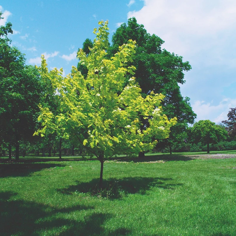 Acer platanoides 'Princeton Gold' – Érable de Norvège 'Princeton Gold'