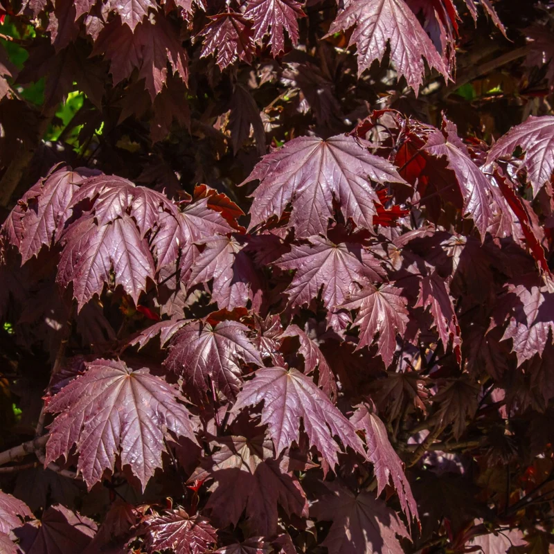 Acer platanoides 'Crimson Sentry' – Érable de Norvège 'Crimson Sentry'