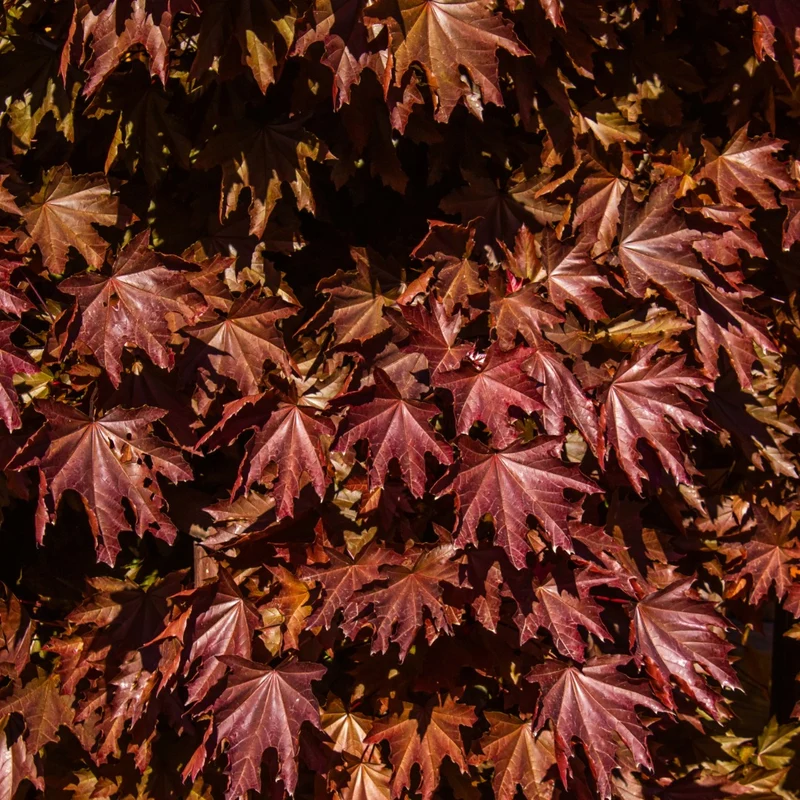 Acer platanoides 'Crimson Sentry' – Érable de Norvège 'Crimson Sentry'