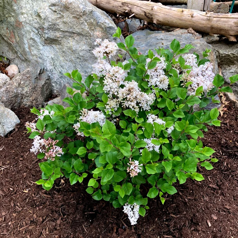 Syringa meyeri 'Pearl Potion' – Lilas 'Pearl Potion'