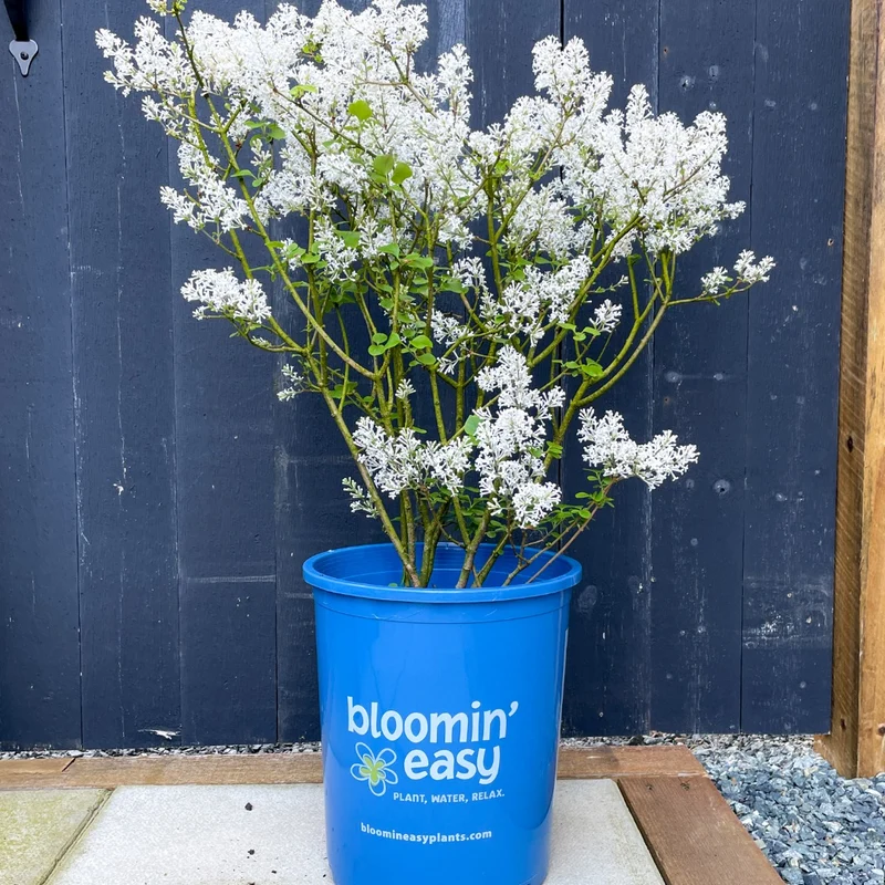 Syringa meyeri 'Pearl Potion' – Lilas 'Pearl Potion'
