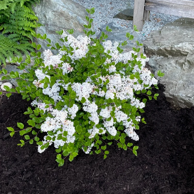 Syringa meyeri 'Pearl Potion' – Lilas 'Pearl Potion'