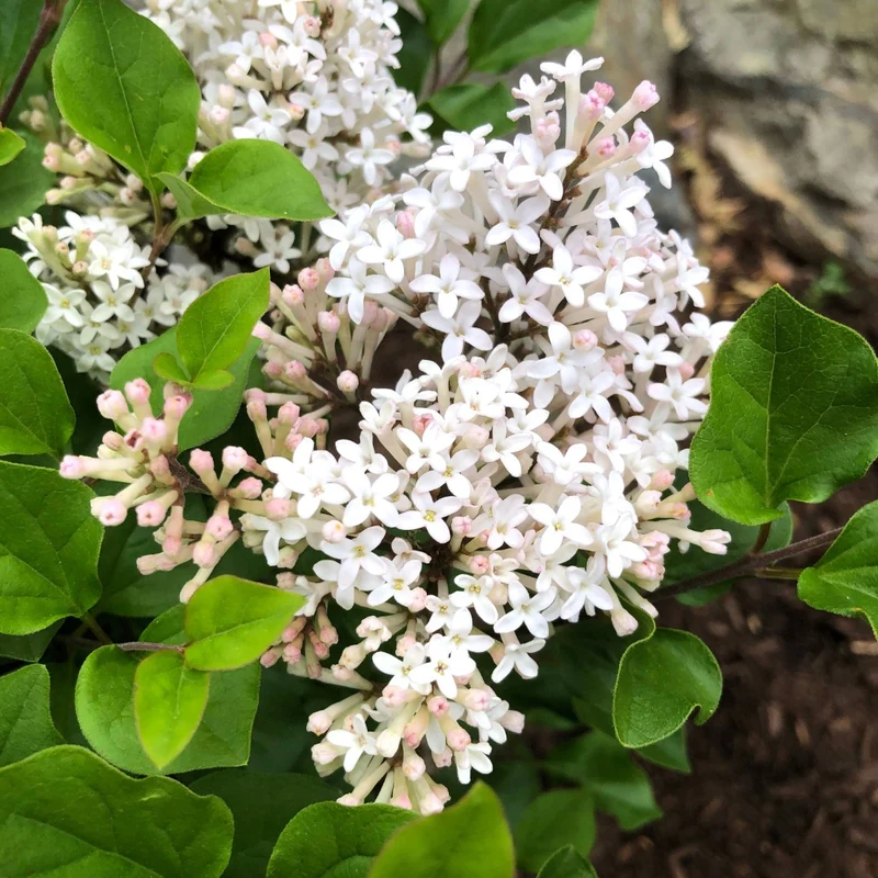 Syringa meyeri 'Pearl Potion' – Lilas 'Pearl Potion'