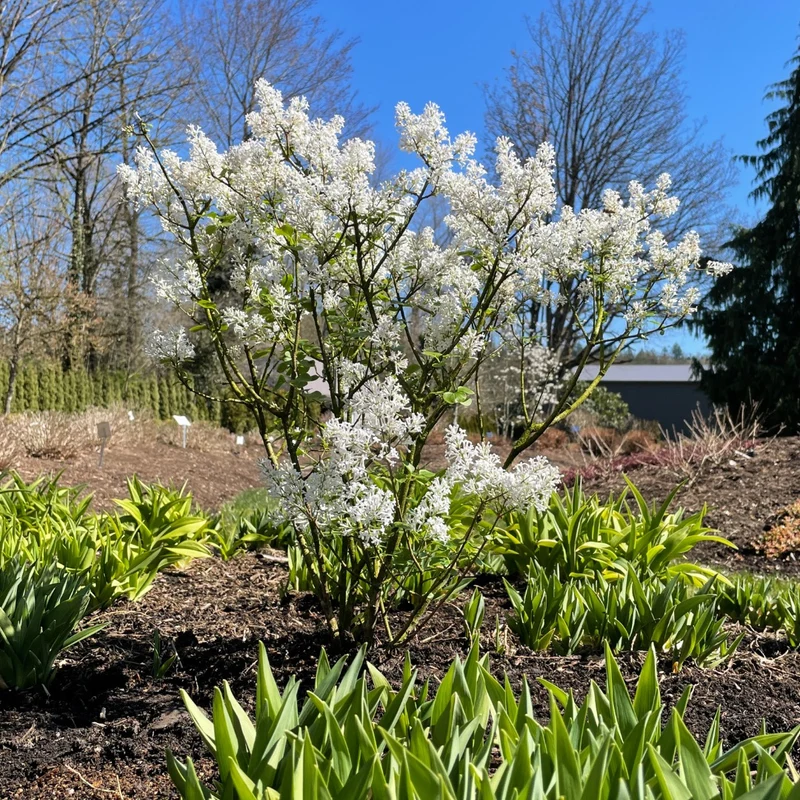 Syringa meyeri 'Pearl Potion' – Lilas 'Pearl Potion'
