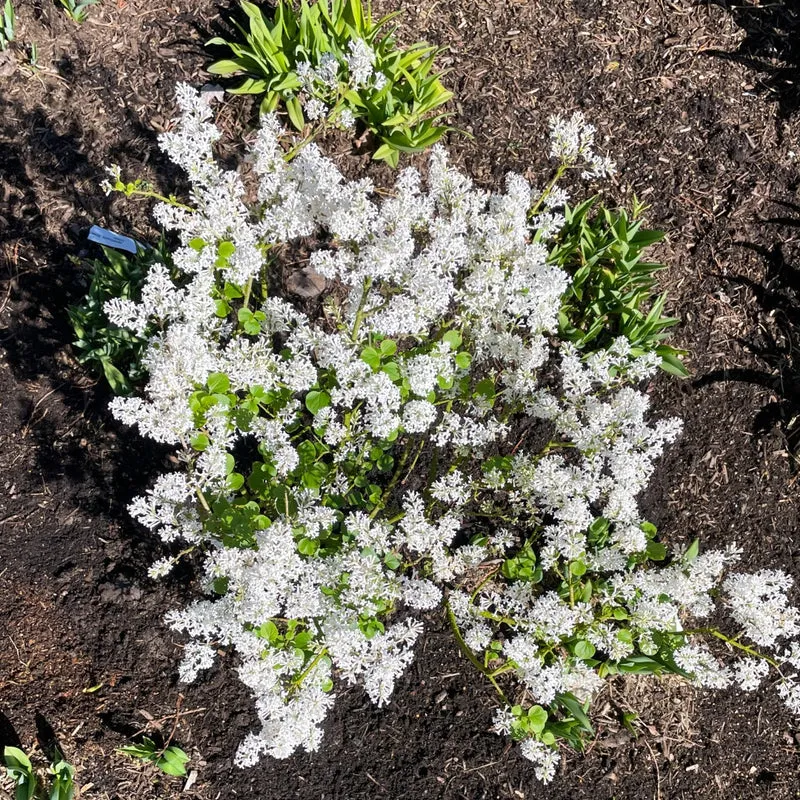 Syringa meyeri 'Pearl Potion' – Lilas 'Pearl Potion'