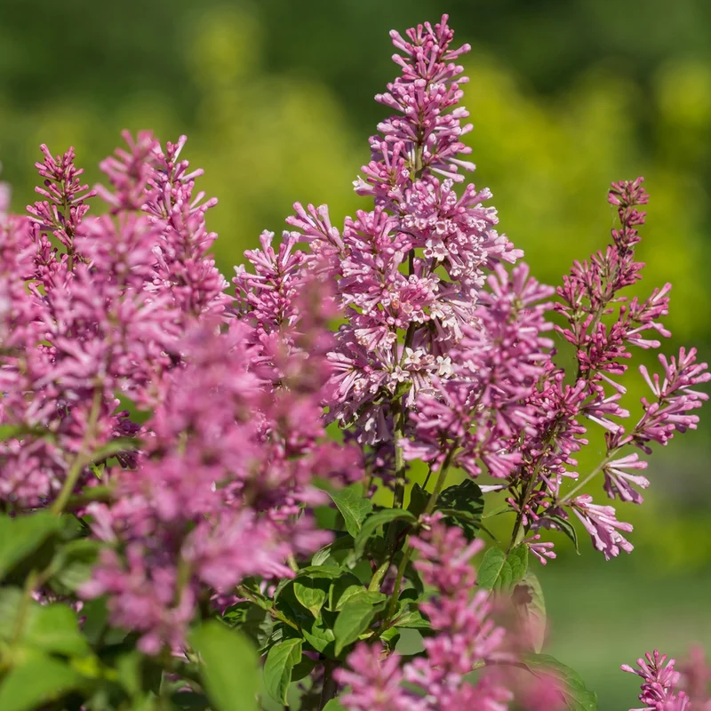 Syringa x prestoniae PINKTINI™ – Lilas Pinktini™