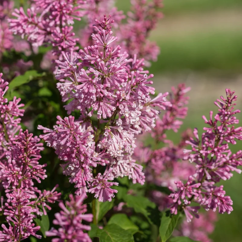 Syringa x prestoniae PINKTINI™ – Lilas Pinktini™