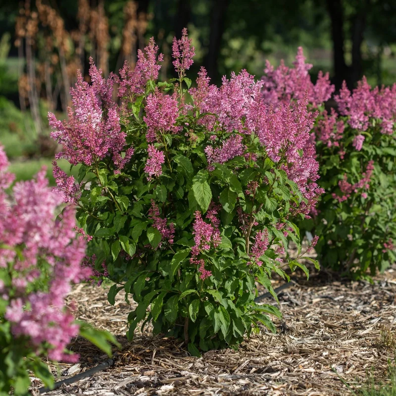 Syringa x prestoniae PINKTINI™ – Lilas Pinktini™